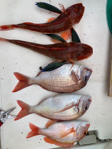 ホウボウの釣果