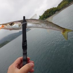 カマス