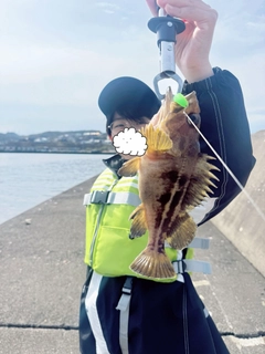シマゾイの釣果
