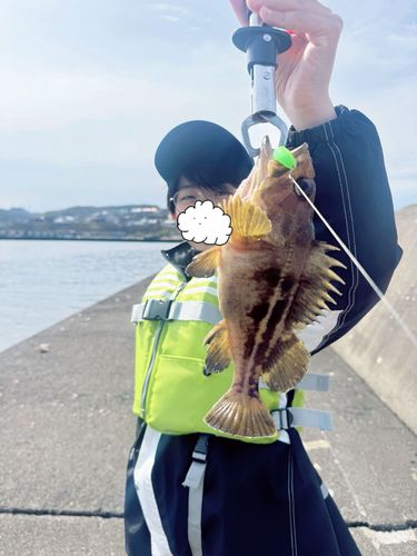 シマゾイの釣果