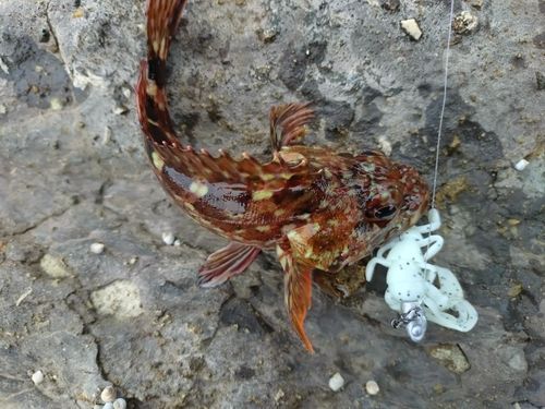 カサゴの釣果