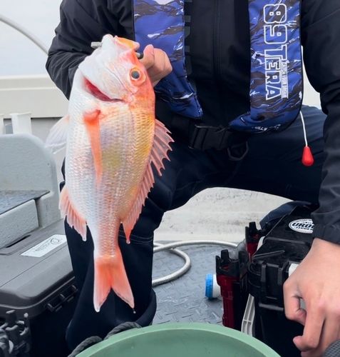 レンコダイの釣果