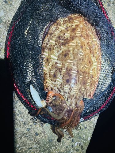 モンゴウイカの釣果