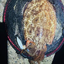 モンゴウイカ