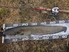 ナマズの釣果