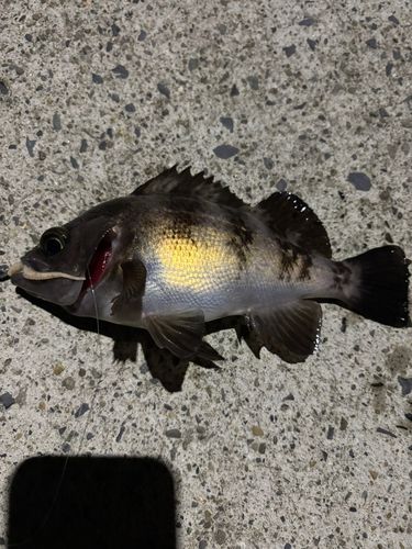 メバルの釣果