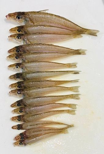 シロギスの釣果