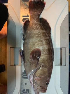マハタの釣果