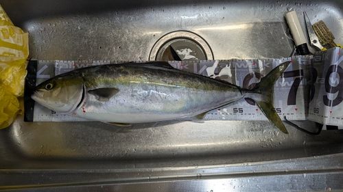 ワラサの釣果
