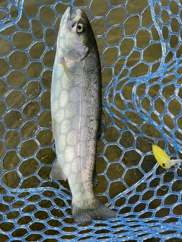ニジマスの釣果