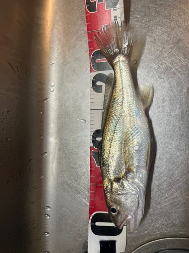 イシモチの釣果
