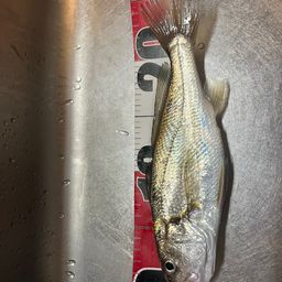イシモチ