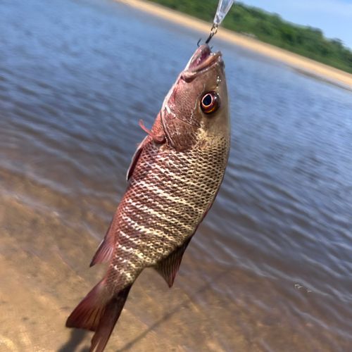 マングローブジャックの釣果