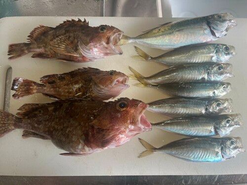 アジの釣果