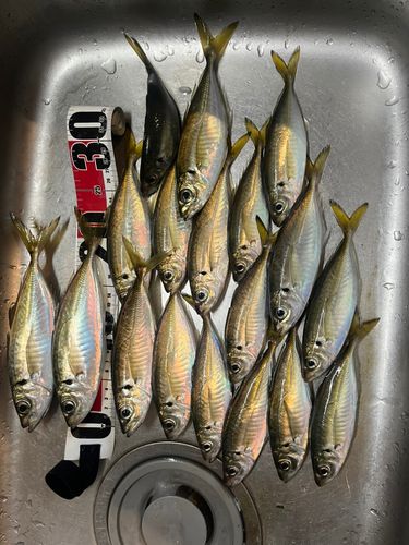 アジの釣果