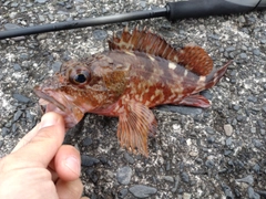 カサゴの釣果