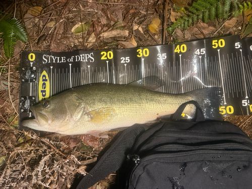 ブラックバスの釣果