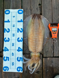 アオリイカの釣果