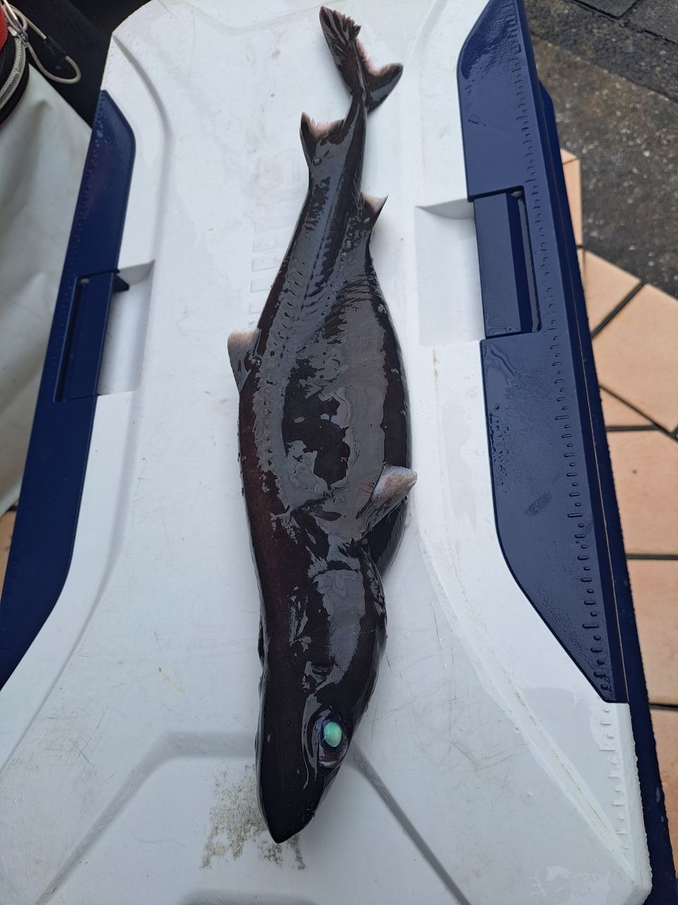 よひーさんの釣果 1枚目の画像