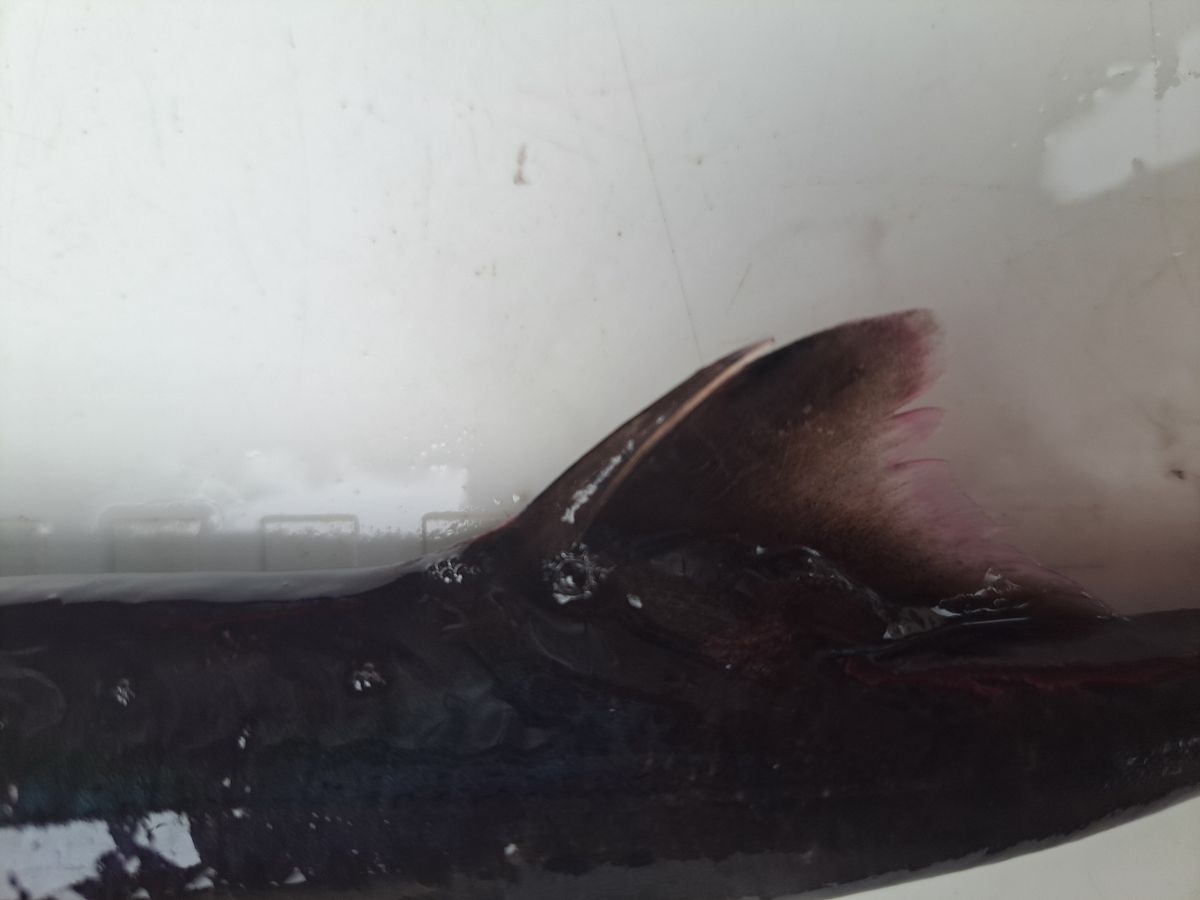 よひーさんの釣果 2枚目の画像