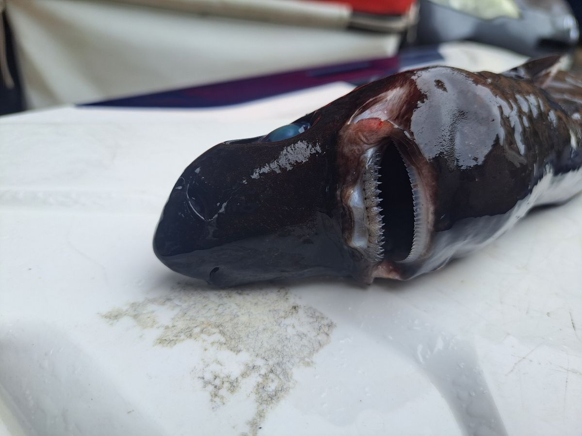 よひーさんの釣果 3枚目の画像