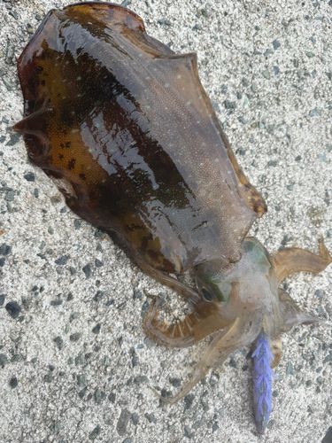 アオリイカの釣果