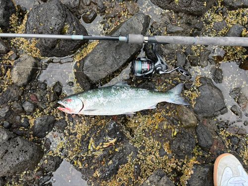 サクラマスの釣果