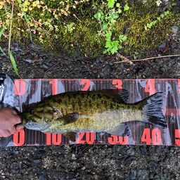 スモールマウスバス