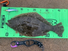 ヒラメの釣果