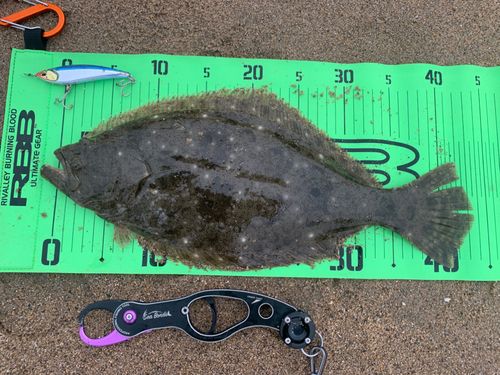 ヒラメの釣果