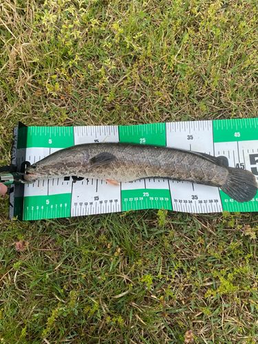 ライギョの釣果