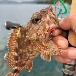 ガシラ
