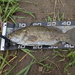 スモールマウスバス