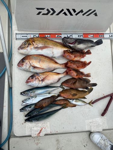 マダイの釣果