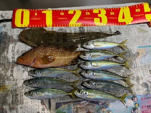アジの釣果