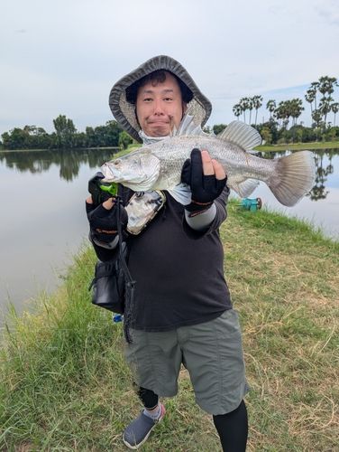 バラマンディの釣果