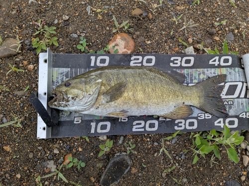 スモールマウスバスの釣果