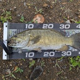 スモールマウスバス