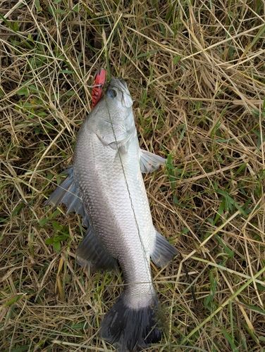 バラマンディの釣果
