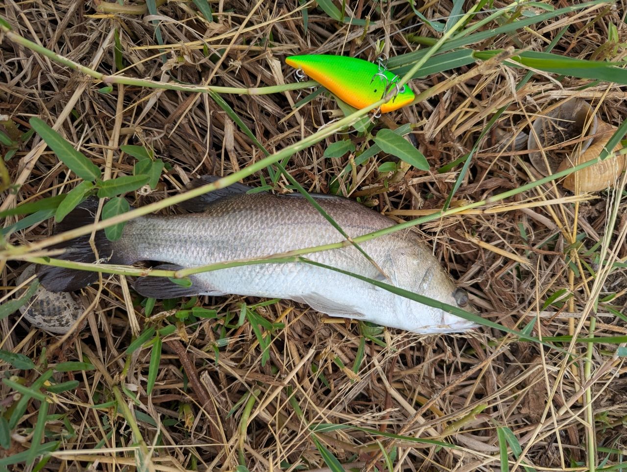 バラマンディ