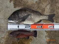 チヌの釣果