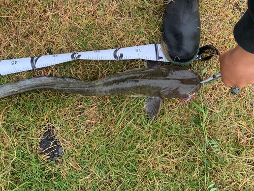 ナマズの釣果