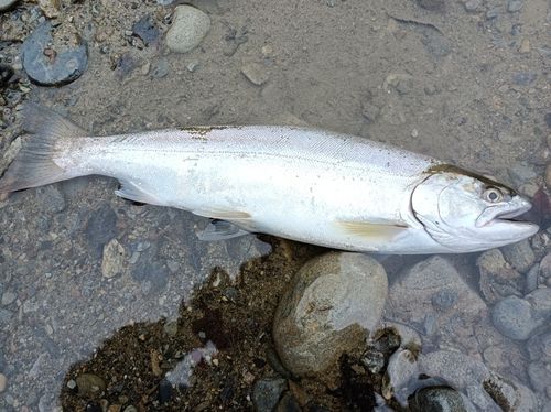 サクラマスの釣果