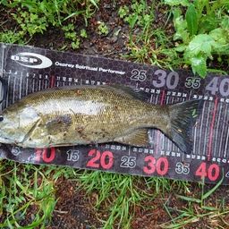 スモールマウスバス