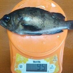 ウスメバル