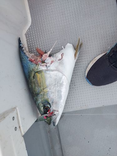 チカメキントキの釣果