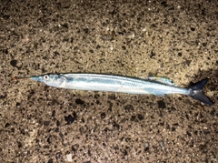 サヨリの釣果