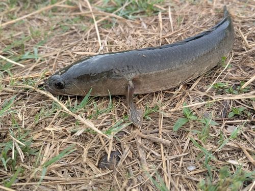 プラーチョンの釣果