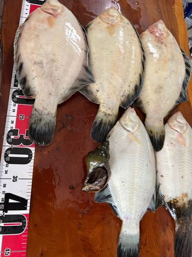 クロガシラガレイの釣果
