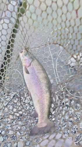 サクラマスの釣果